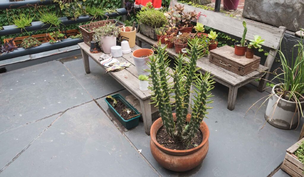 Terrace Garden