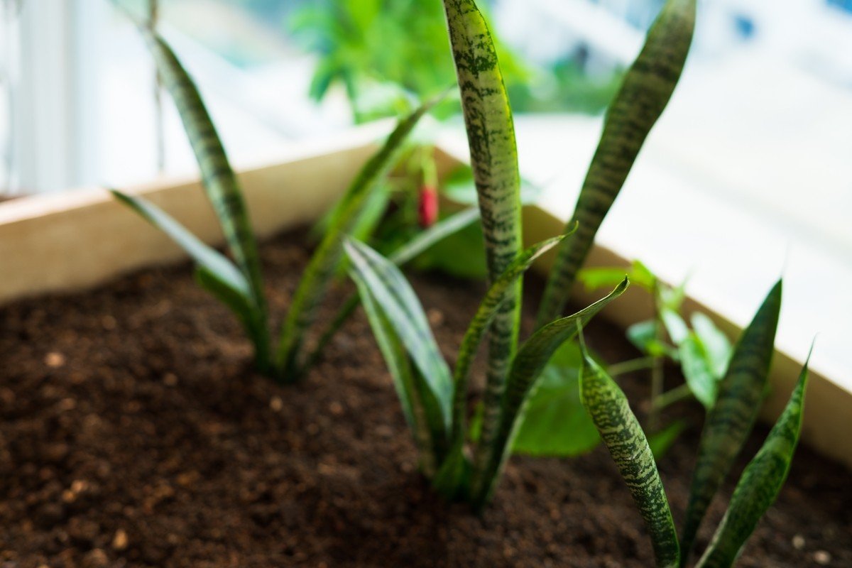 Snake Plant